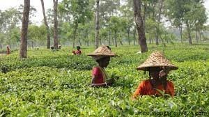 অনাবৃষ্টি ও গরমে আসছে না নতুন কুঁড়ি চা বাগানে কমছে উৎপাদন