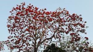 মৌলভীবাজার শহরে গ্রীষ্ম এসেছে ফুলে ফুলে