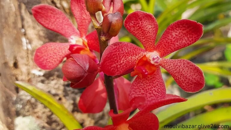 মৌলভীবাজারে বাসার ছাদে ২০ জাতের অর্কিড