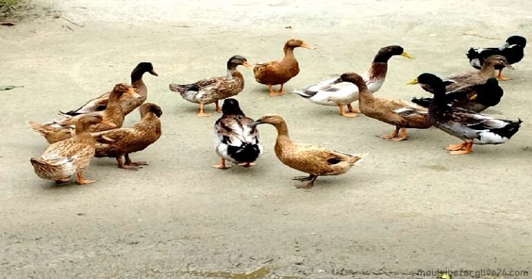 হাঁস মুরগি পালন করে কর্মসংস্থানের নতুন পথে শিরিন