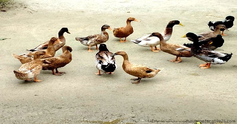 হাঁস মুরগি পালন করে কর্মসংস্থানের নতুন পথে শিরিন