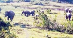 হাতির আক্রমণে প্রাণ গেলো মাহুতের